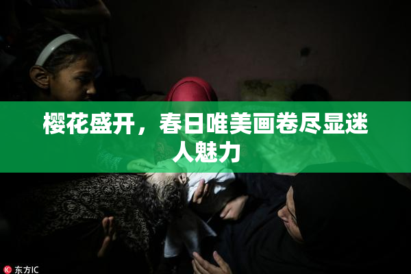 樱花盛开，春日唯美画卷尽显迷人魅力
