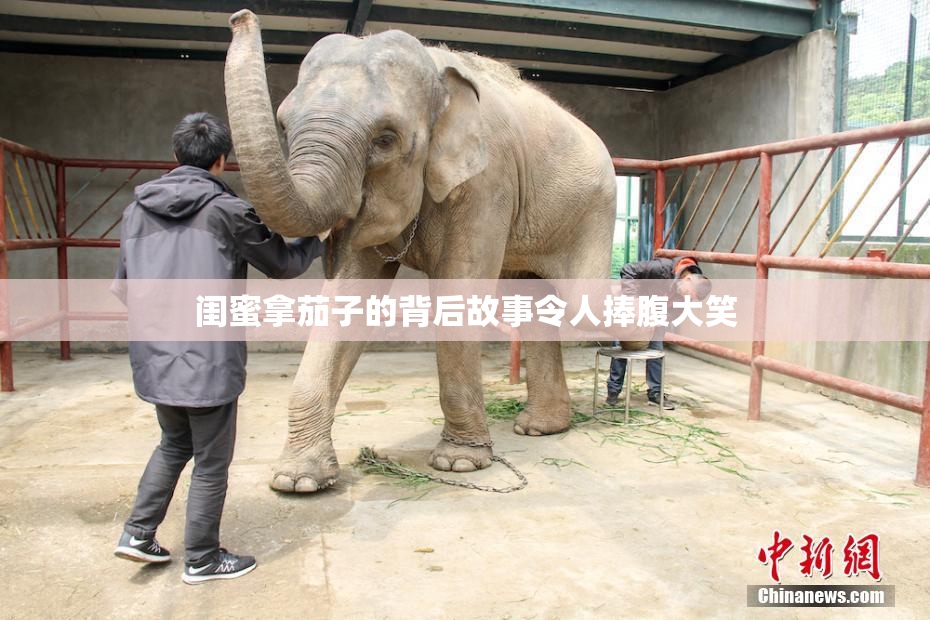 闺蜜拿茄子的背后故事令人捧腹大笑