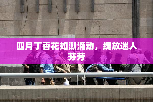 四月丁香花如潮涌动，绽放迷人芬芳