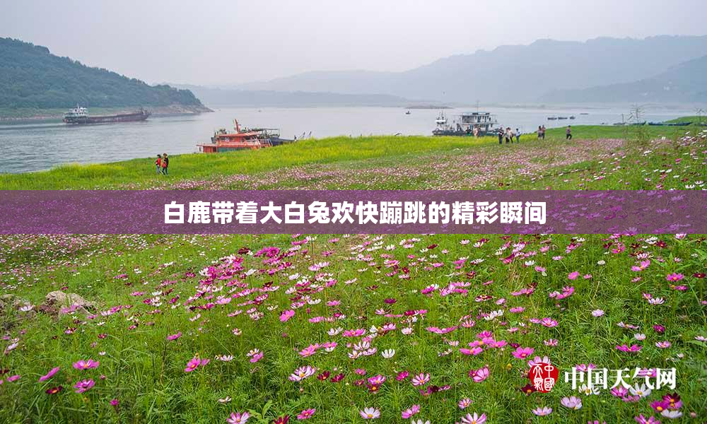 白鹿带着大白兔欢快蹦跳的精彩瞬间