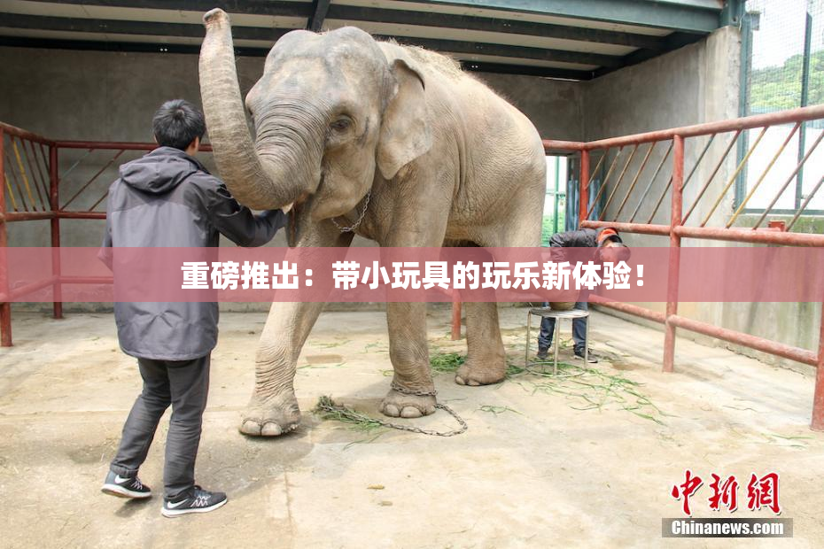 重磅推出：带小玩具的玩乐新体验！