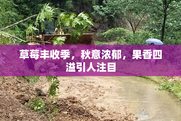 草莓丰收季，秋意浓郁，果香四溢引人注目