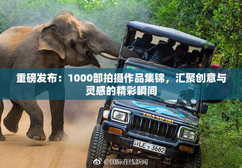 重磅发布：1000部拍摄作品集锦，汇聚创意与灵感的精彩瞬间