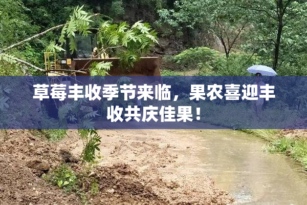 草莓丰收季节来临，果农喜迎丰收共庆佳果！