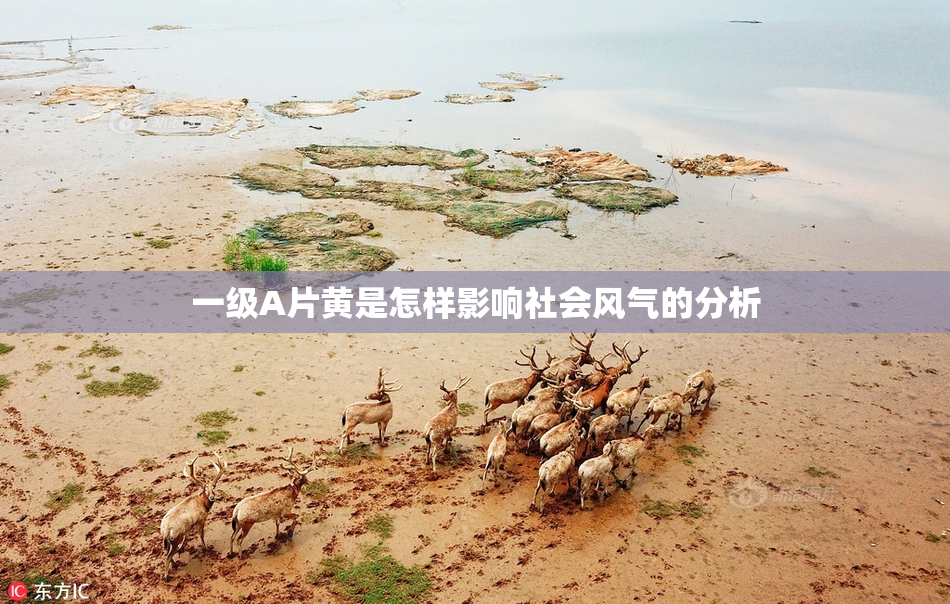 一级A片黄是怎样影响社会风气的分析