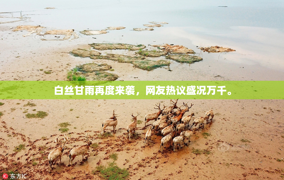 白丝甘雨再度来袭，网友热议盛况万千。