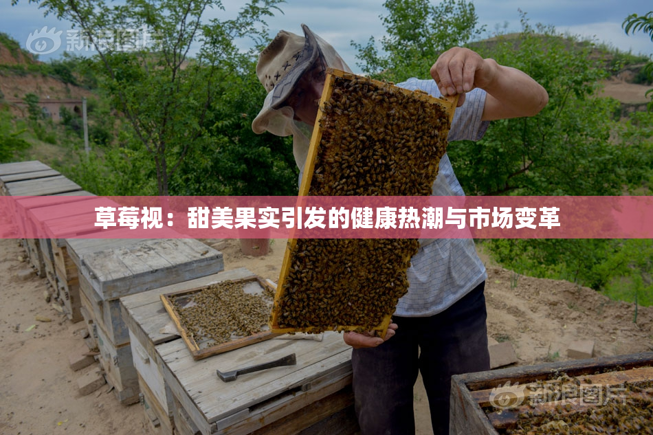 草莓视：甜美果实引发的健康热潮与市场变革