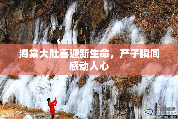 海棠大肚喜迎新生命，产子瞬间感动人心