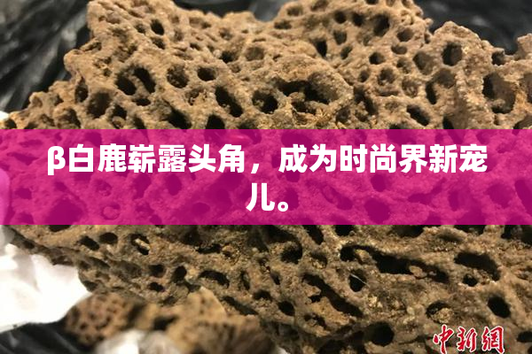 β白鹿崭露头角，成为时尚界新宠儿。