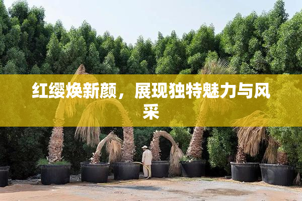 红缨焕新颜，展现独特魅力与风采
