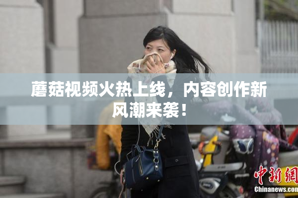 蘑菇视频火热上线，内容创作新风潮来袭！