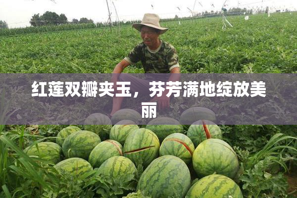 红莲双瓣夹玉，芬芳满地绽放美丽