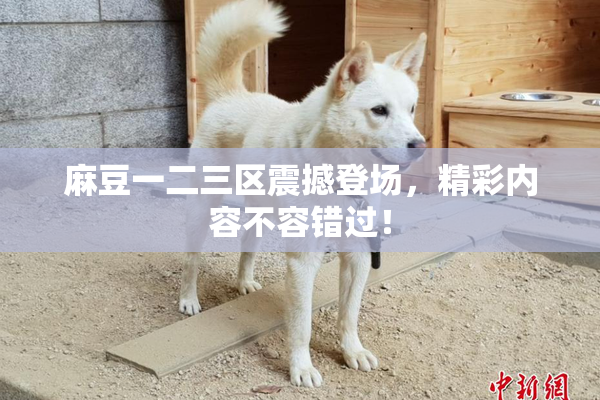 麻豆一二三区震撼登场，精彩内容不容错过！