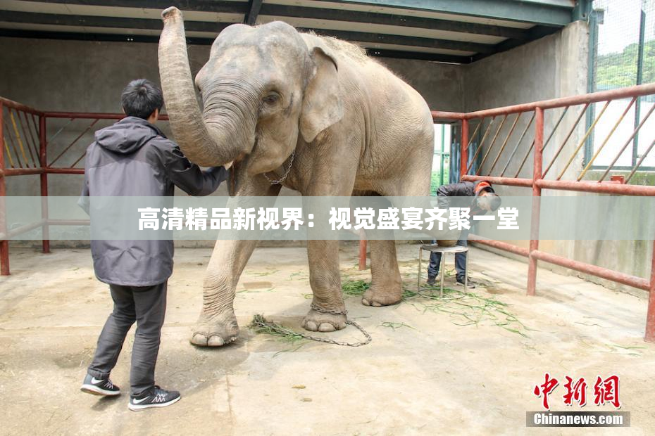 高清精品新视界：视觉盛宴齐聚一堂