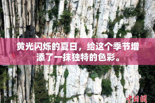 黄光闪烁的夏日，给这个季节增添了一抹独特的色彩。