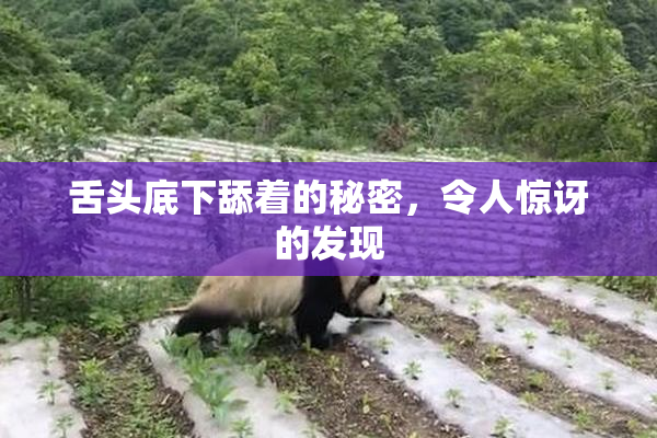 舌头底下舔着的秘密，令人惊讶的发现