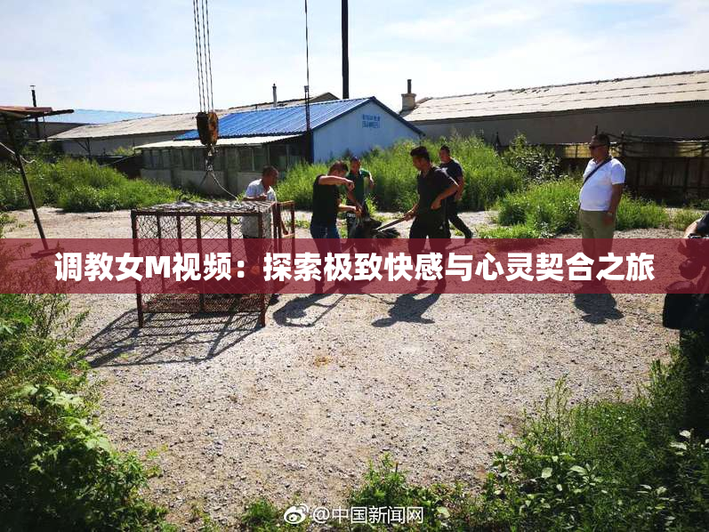 调教女M视频：探索极致快感与心灵契合之旅