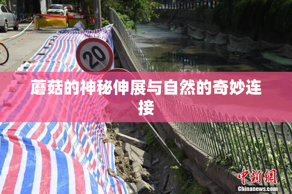蘑菇的神秘伸展与自然的奇妙连接