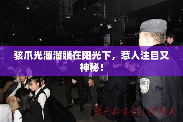骇爪光溜溜躺在阳光下，惹人注目又神秘！