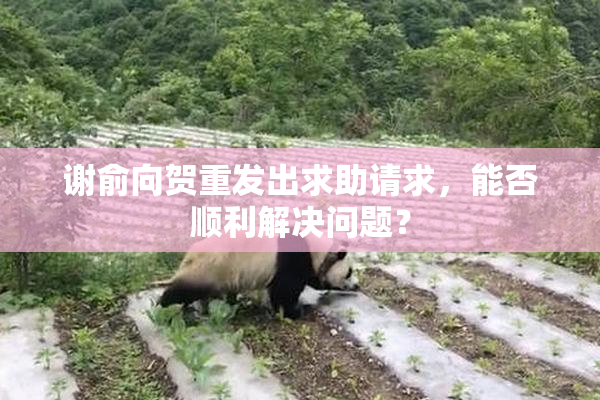 谢俞向贺重发出求助请求，能否顺利解决问题？