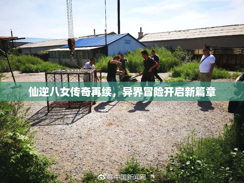仙逆八女传奇再续，异界冒险开启新篇章