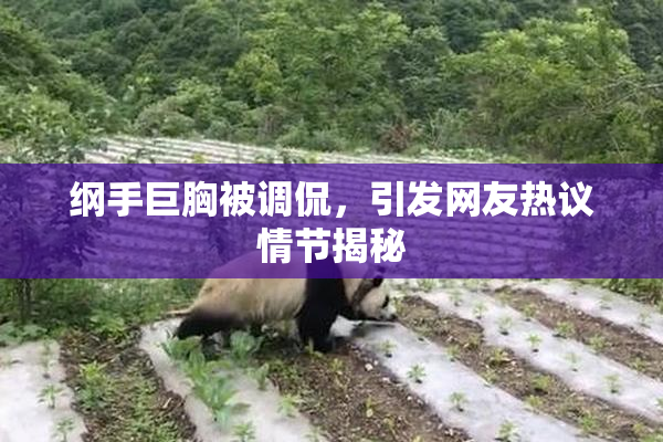 纲手巨胸被调侃，引发网友热议情节揭秘