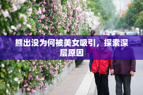 熊出没为何被美女吸引，探索深层原因