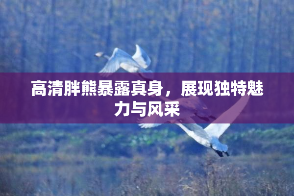高清胖熊暴露真身，展现独特魅力与风采