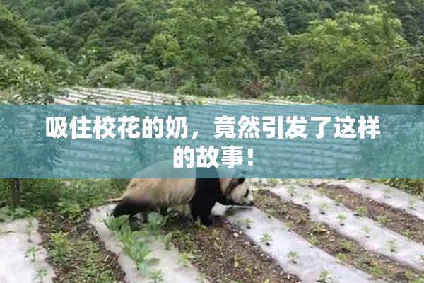 吸住校花的奶，竟然引发了这样的故事！