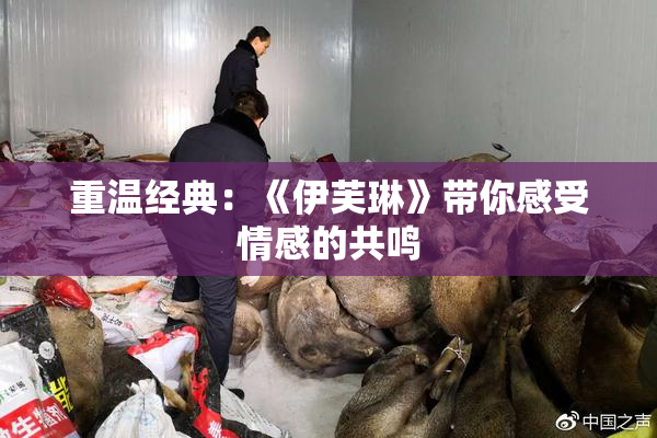 重温经典：《伊芙琳》带你感受情感的共鸣