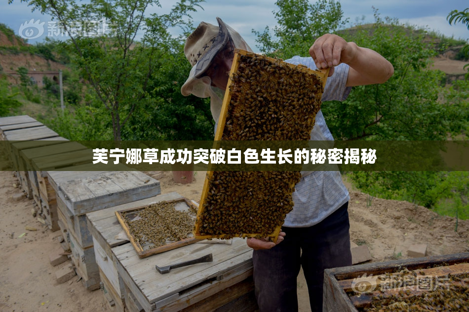 芙宁娜草成功突破白色生长的秘密揭秘