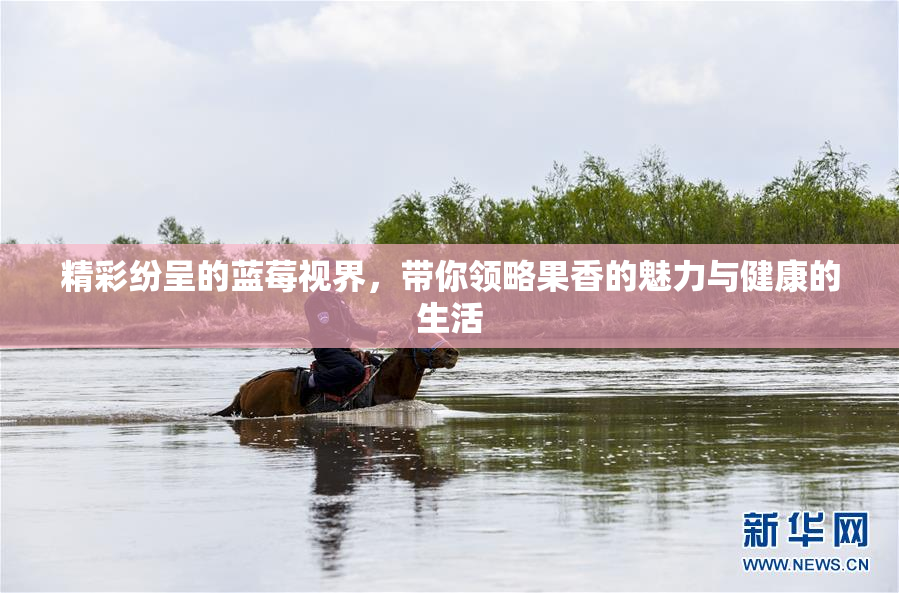 精彩纷呈的蓝莓视界，带你领略果香的魅力与健康的生活