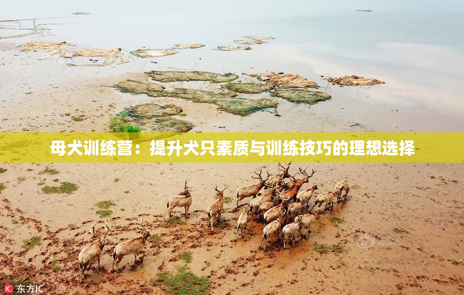 母犬训练营：提升犬只素质与训练技巧的理想选择