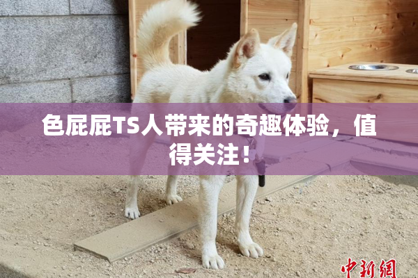 色屁屁TS人带来的奇趣体验，值得关注！
