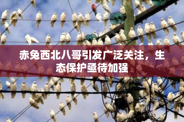 赤兔西北八哥引发广泛关注，生态保护亟待加强