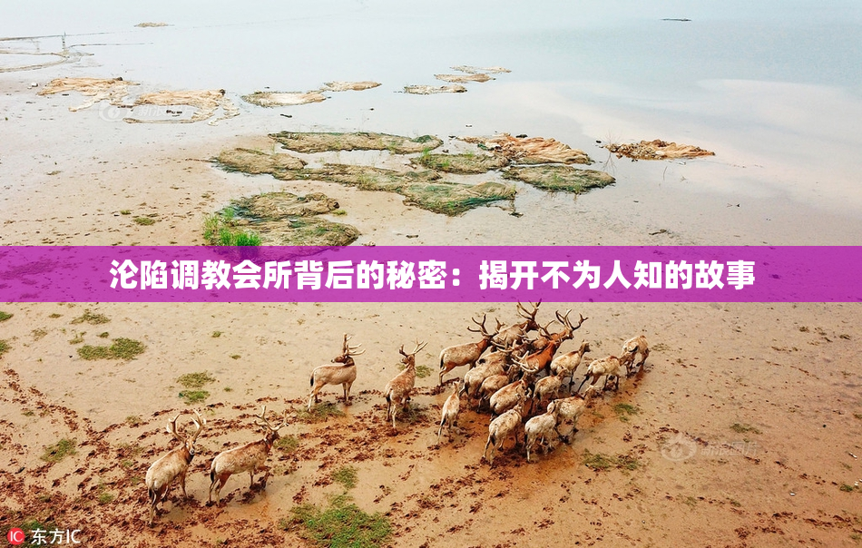 沦陷调教会所背后的秘密：揭开不为人知的故事