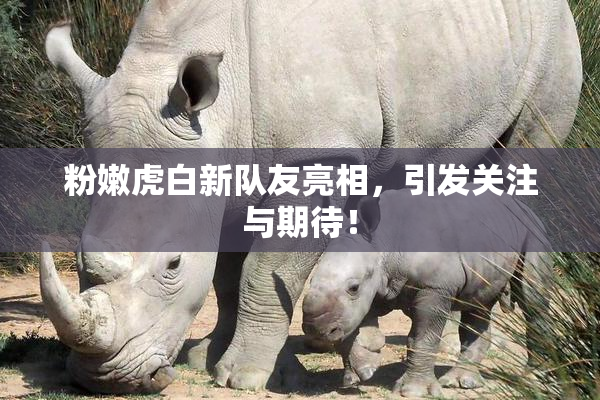 粉嫩虎白新队友亮相，引发关注与期待！