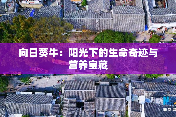向日葵牛：阳光下的生命奇迹与营养宝藏