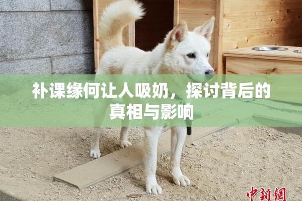 补课缘何让人吸奶，探讨背后的真相与影响