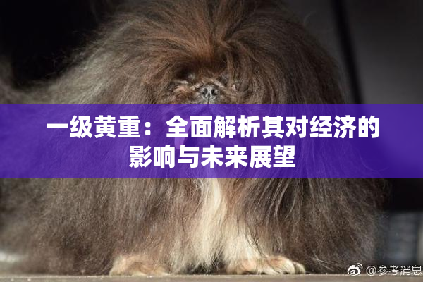 一级黄重：全面解析其对经济的影响与未来展望