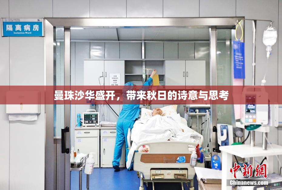 曼珠沙华盛开，带来秋日的诗意与思考