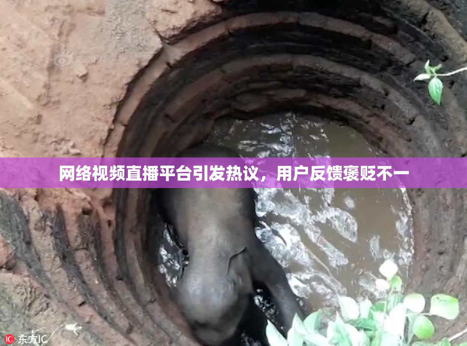 网络视频直播平台引发热议，用户反馈褒贬不一
