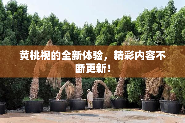 黄桃视的全新体验，精彩内容不断更新！
