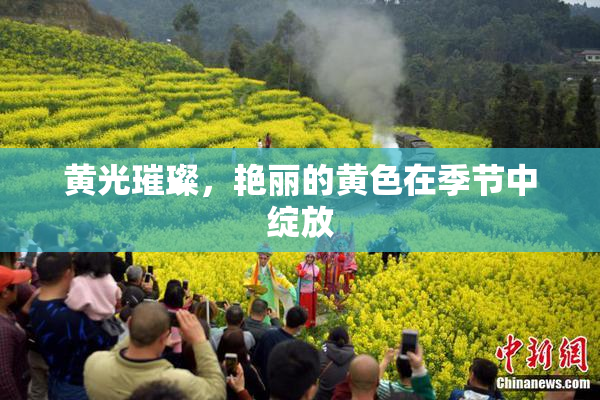 黄光璀璨，艳丽的黄色在季节中绽放