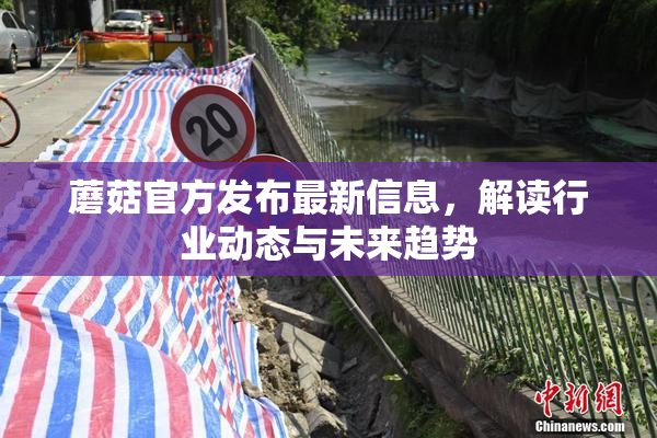 蘑菇官方发布最新信息，解读行业动态与未来趋势