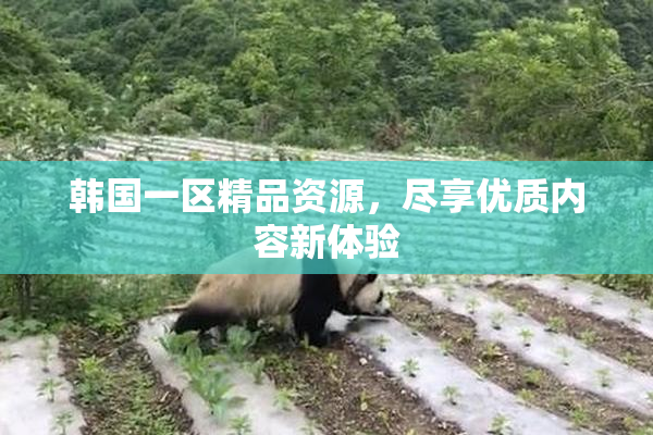 韩国一区精品资源，尽享优质内容新体验