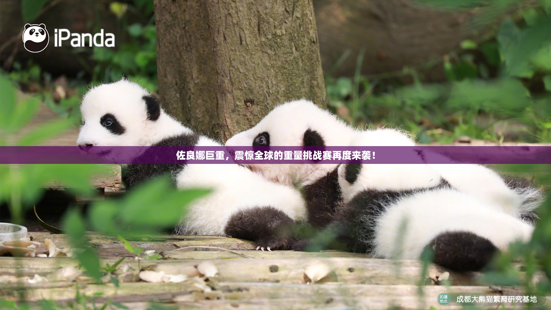 佐良娜巨重，震惊全球的重量挑战赛再度来袭！