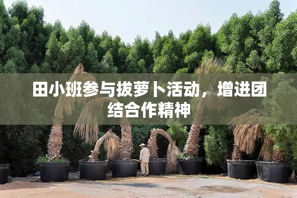 田小班参与拔萝卜活动，增进团结合作精神